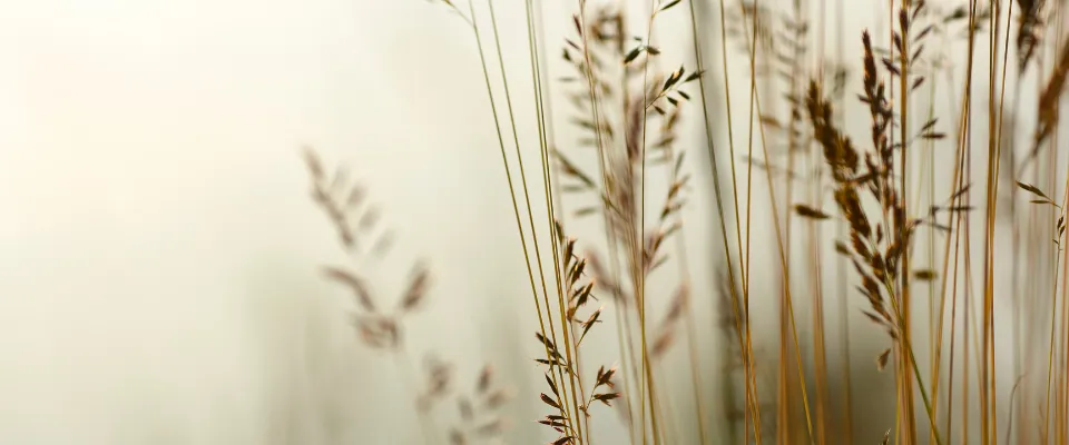 tranquillite.fr-Allocation-deces