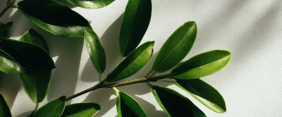 tranquillite.fr-Demarches-obligatoires-apres-un-deces