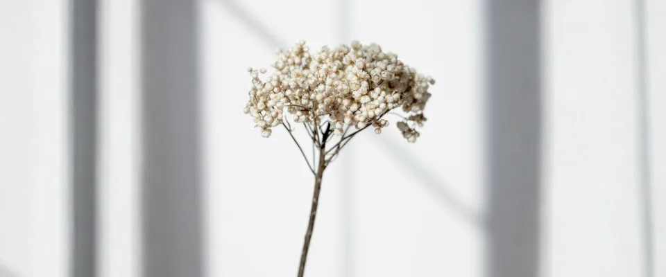 pension-reversion-differences-revenus-et-ressources