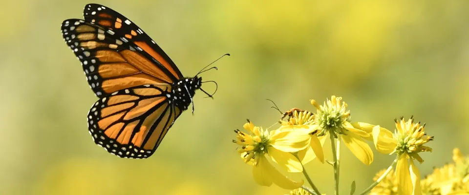 tranquillite.fr-Digitalisation-des-pompes-funebres--outils-indispensables-pour-