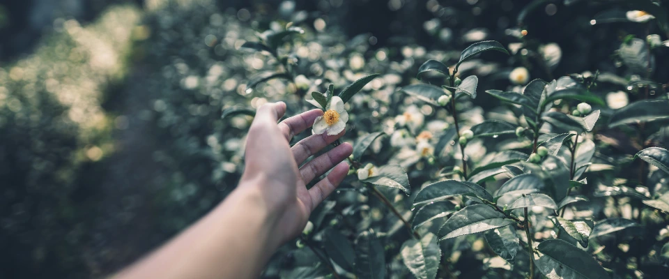 tranquillite.fr-Le-marchandage-e-etape-de-deuil