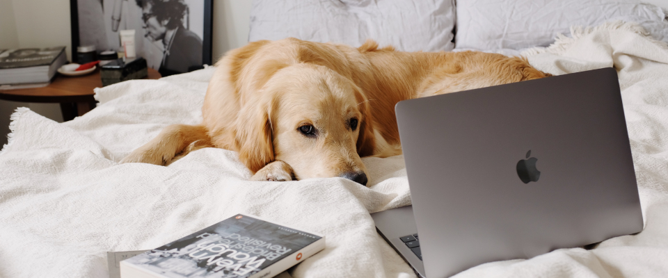 tranquillite.fr-Que-faire-des-animaux-dun-proche-apres-son-deces-