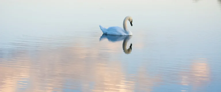 Cygne nageant sur un lac calme au lever du jour, illustrant la sérénité et la transmission du patrimoine en assurance vie.